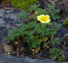 Drymocallis pseudorupestris