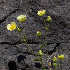 Drymocallis pseudorupestris