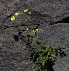 Drymocallis pseudorupestris