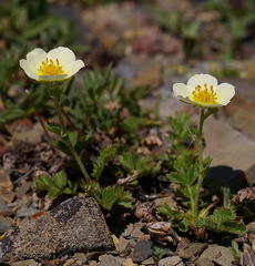 Drymocallis pseudorupestris