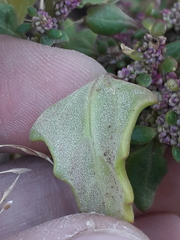 Oxybasis macrosperma