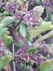 Oxybasis macrosperma