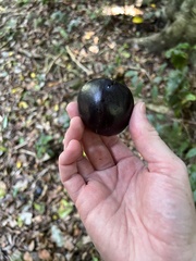 Planchonella australis