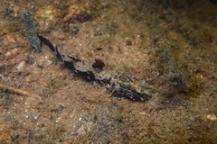 Oxyeleotris marmorata