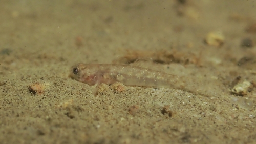 Slimeskin goby (Mugilogobius myxodermus) — Gobiidae — 3