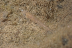 Mugilogobius myxodermus