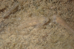Mugilogobius myxodermus