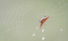 Gasteracantha versicolor