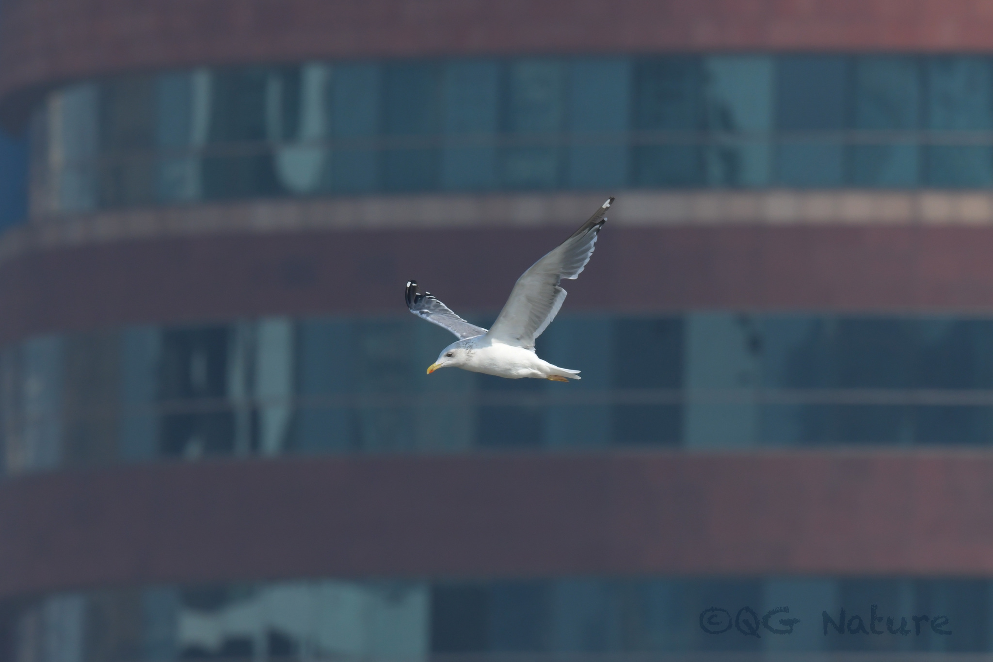 Lesser Black-backed Gull