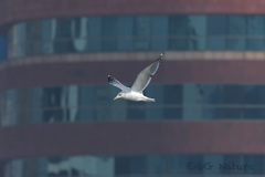 Larus fuscus heuglini