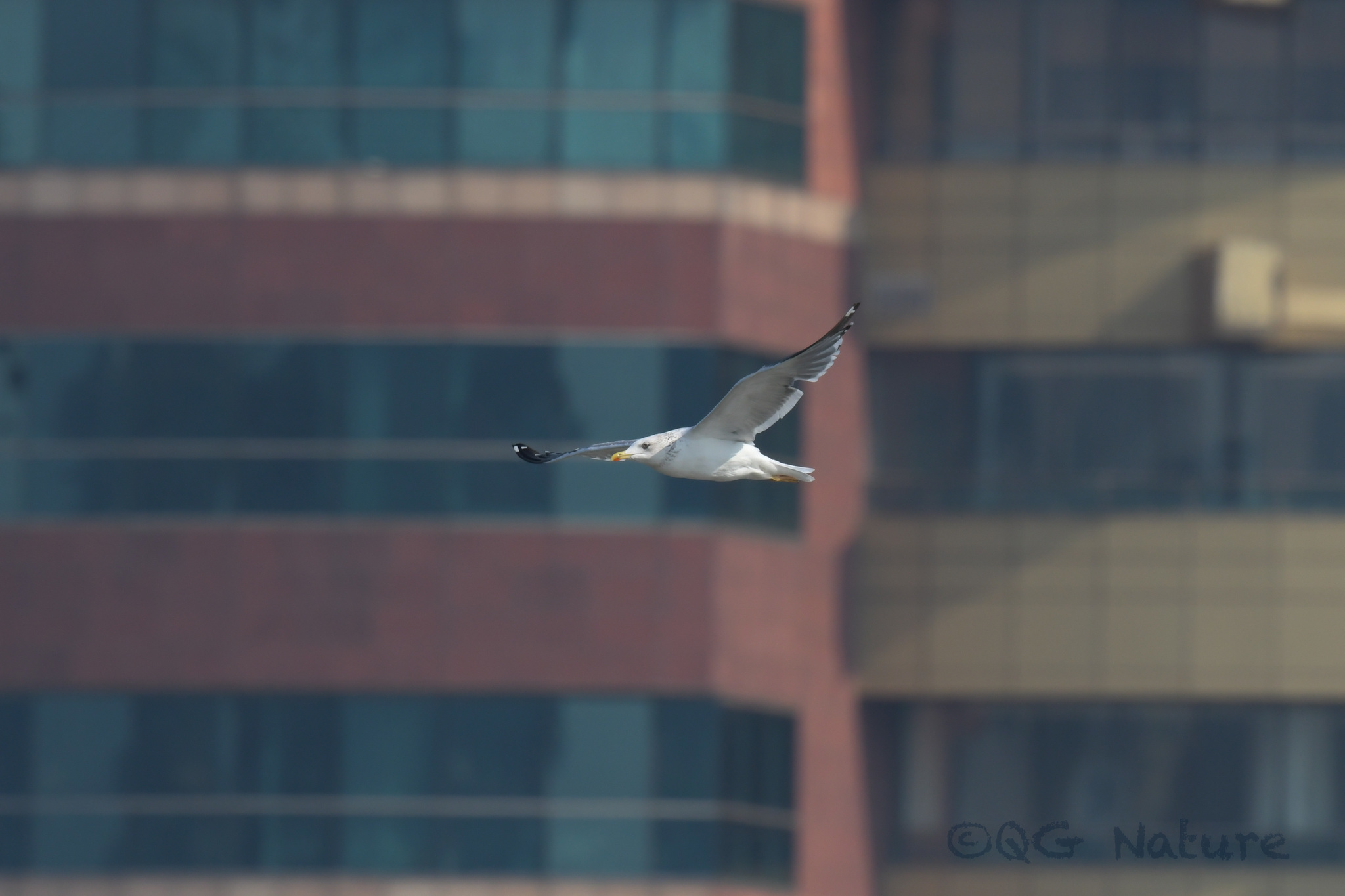 Lesser Black-backed Gull