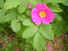 Rosa × majorugosa