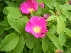 Rosa × majorugosa