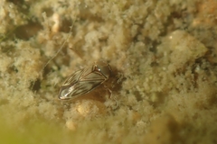 Micronectidae