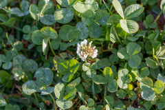 Trifolium repens