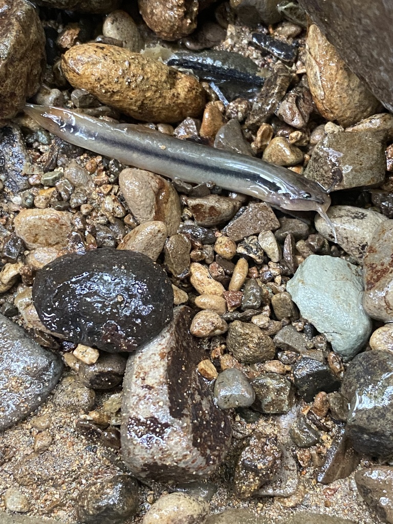 Gestreepte penmeerval (Trichomycterus striatus) — Trichomycteridae