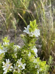 Psoralea obliqua