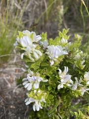 Psoralea obliqua