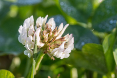 Trifolium repens