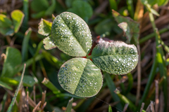Trifolium repens