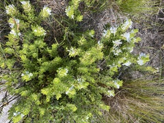 Psoralea obliqua