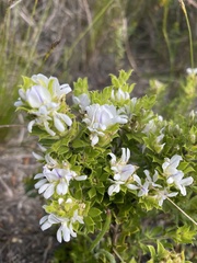 Psoralea obliqua