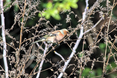 Fringilla coelebs