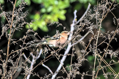 Fringilla coelebs