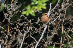 Fringilla coelebs