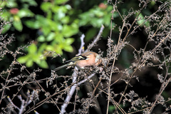 Fringilla coelebs