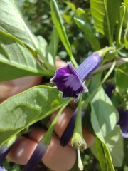 Eriolarynx australis