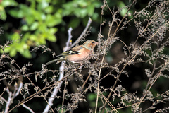 Fringilla coelebs