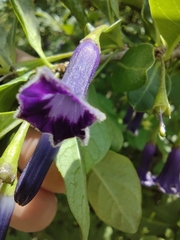 Eriolarynx australis