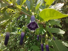 Eriolarynx australis