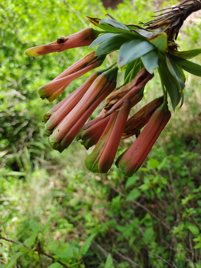 Bomarea macrocephala (Bomarea macrocephala)