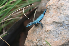 Platysaurus orientalis