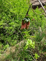 Bomarea macrocephala