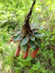 Bomarea macrocephala