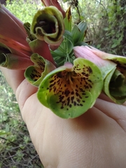 Bomarea macrocephala