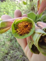 Bomarea macrocephala