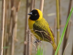 Ploceus intermedius cabanisii