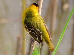 Ploceus intermedius cabanisii