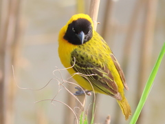Ploceus intermedius cabanisii