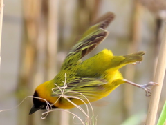 Ploceus intermedius cabanisii