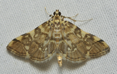 Apogeshna stenialis