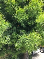 Afrocarpus gracilior