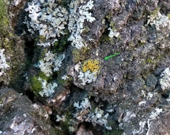 Candelariella xanthostigma