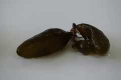 Adenocystis utricularis