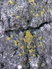 Candelariella xanthostigma