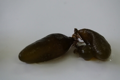 Adenocystis utricularis